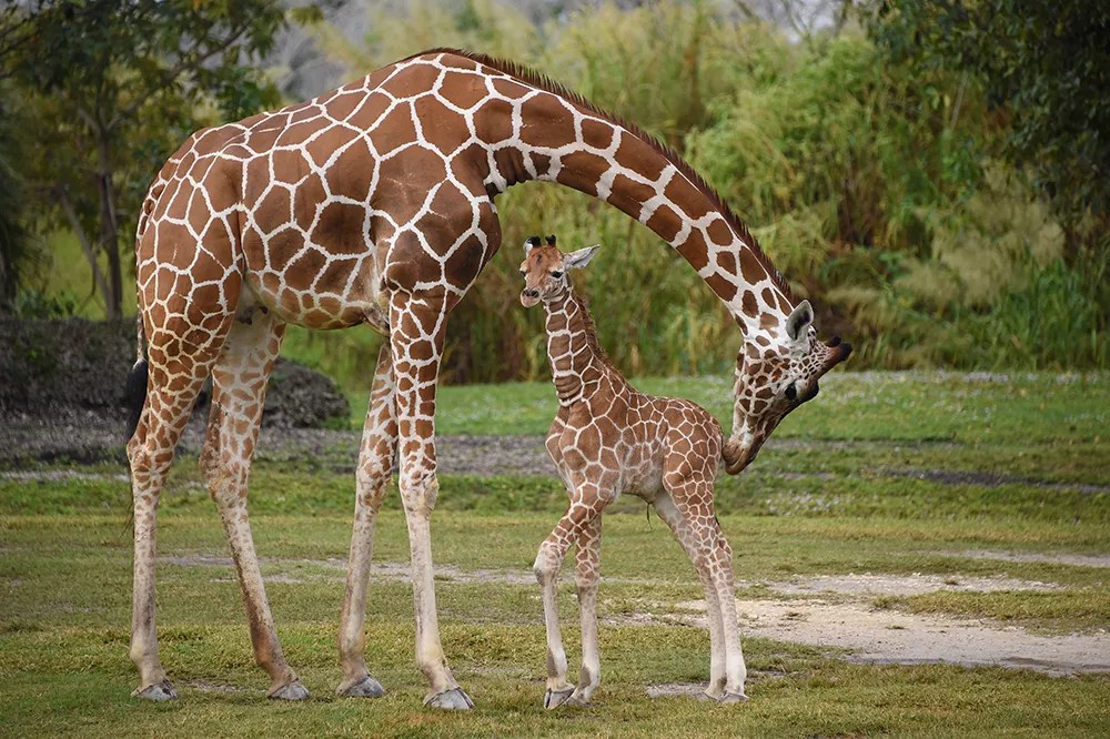 A giraffe tends to its baby in a grassy field