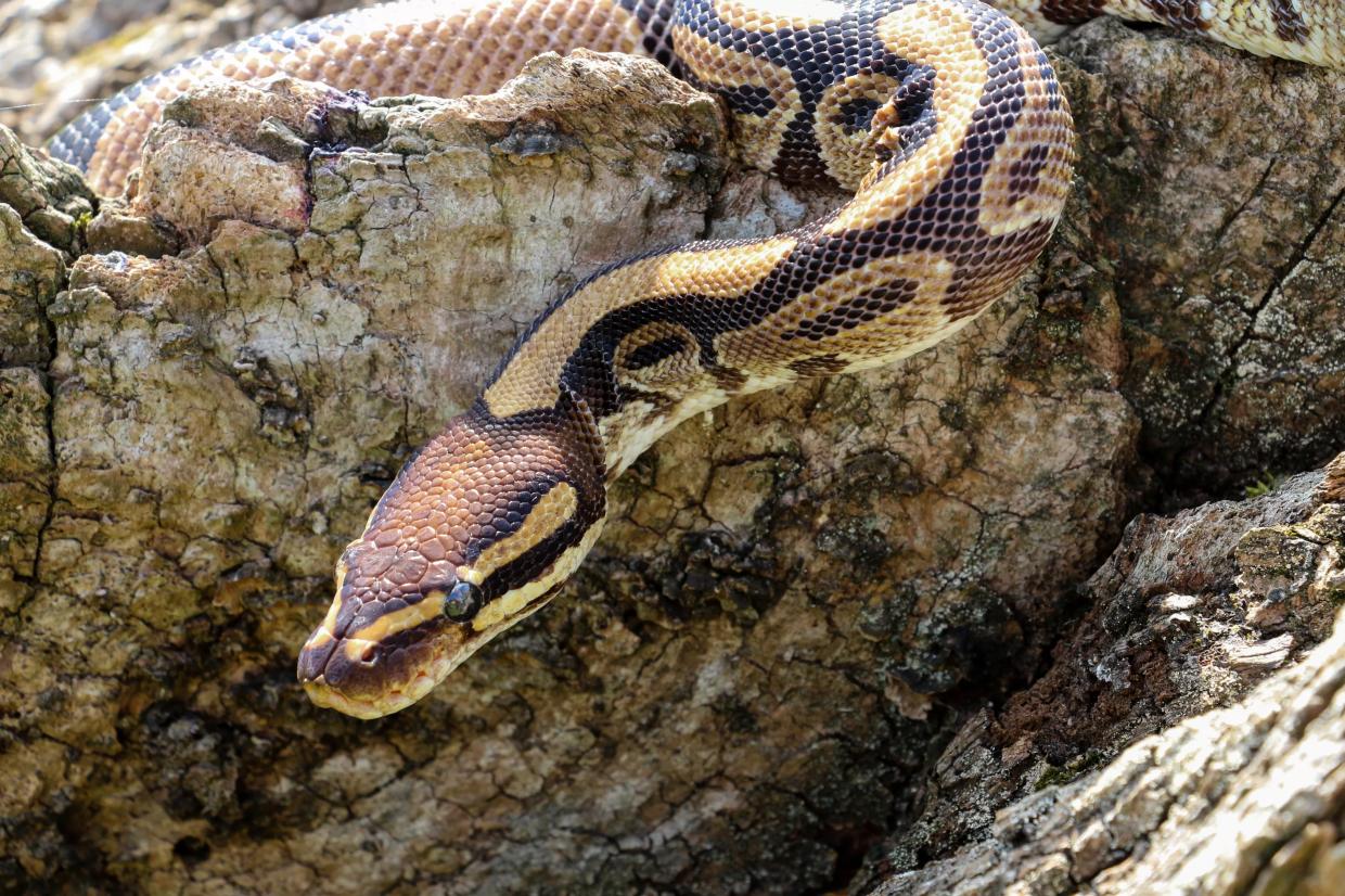 Giant Burmese Python Captured on Lincoln Road in South Beach