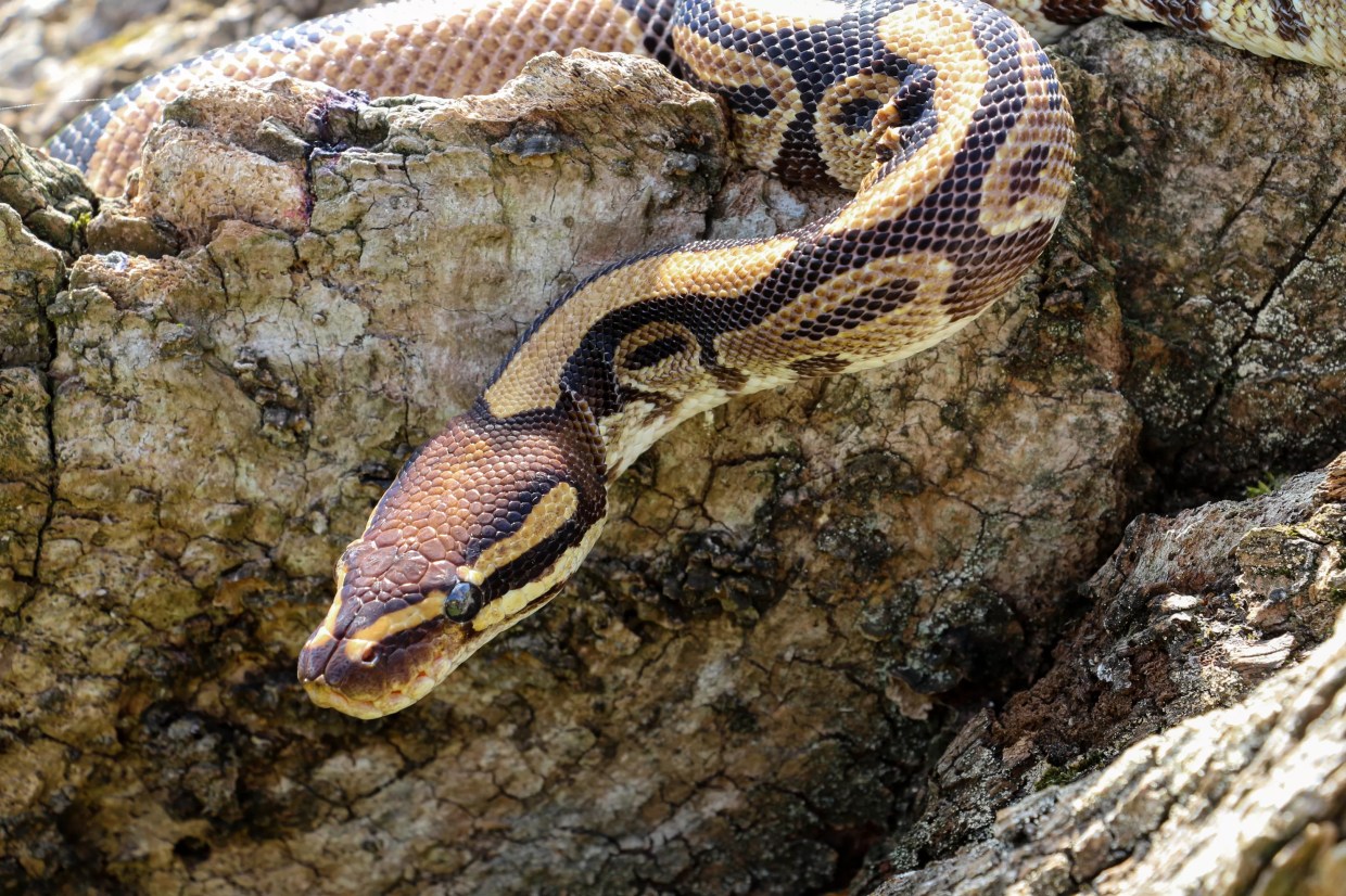 Giant Burmese Python Captured on Lincoln Road in South Beach