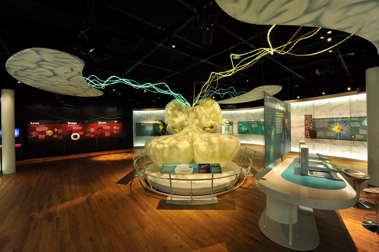 New Frost Science Exhibition Shows How the Brain Rewires Itself After Injury