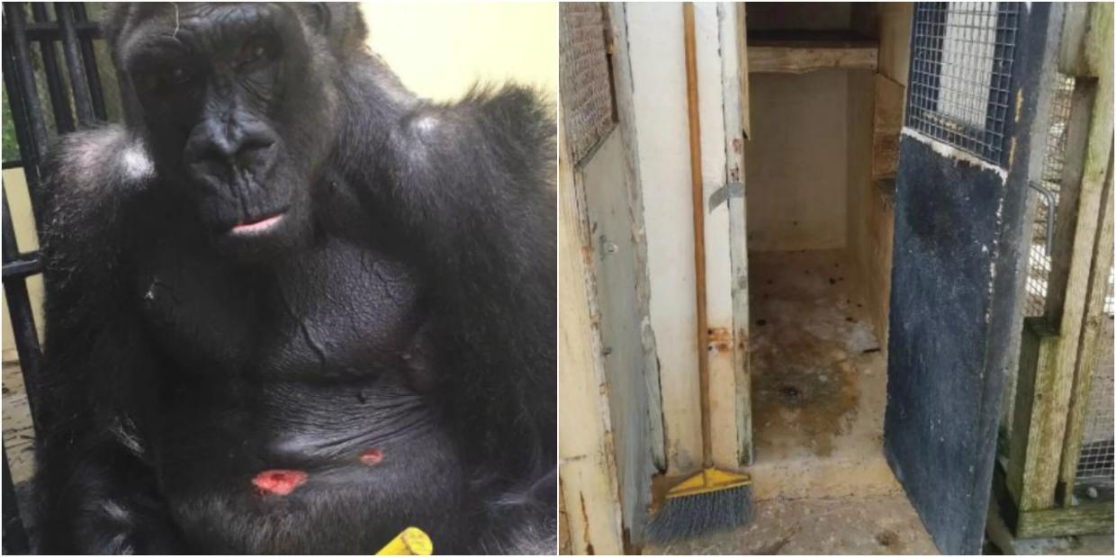 Former Monkey Jungle Keeper: Park’s Treatment of Animals Is Abusive
