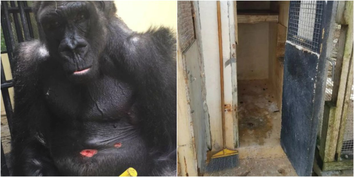 Former Monkey Jungle Keeper: Park’s Treatment of Animals Is Abusive