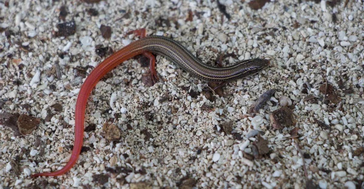 Trump Denies Endangered Status to Florida Lizard Threatened by Sea-Level Rise
