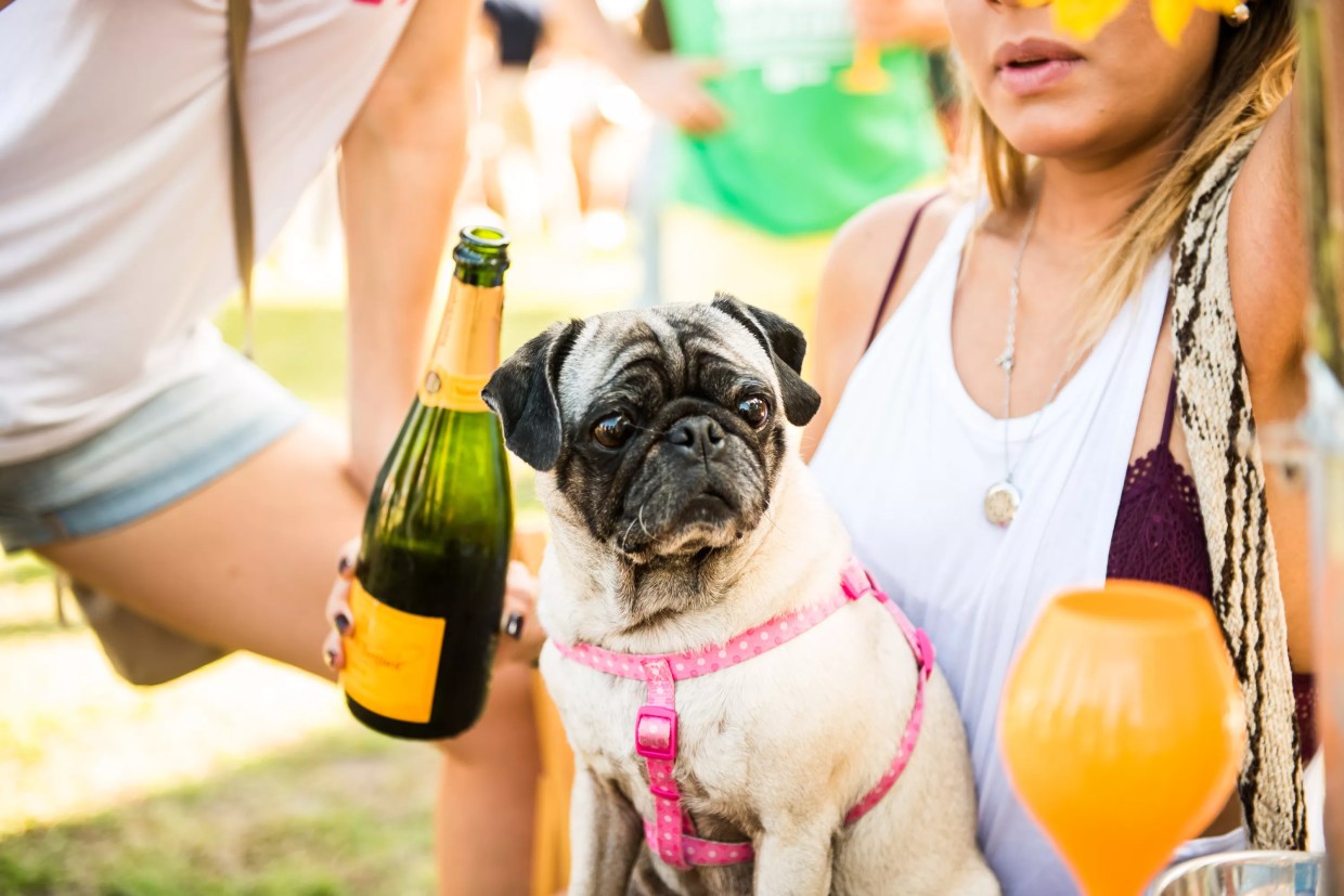 Miami’s Best Eats and Drinks This Week: Beer Fest, Puppy Brunch, and Free Cocktails