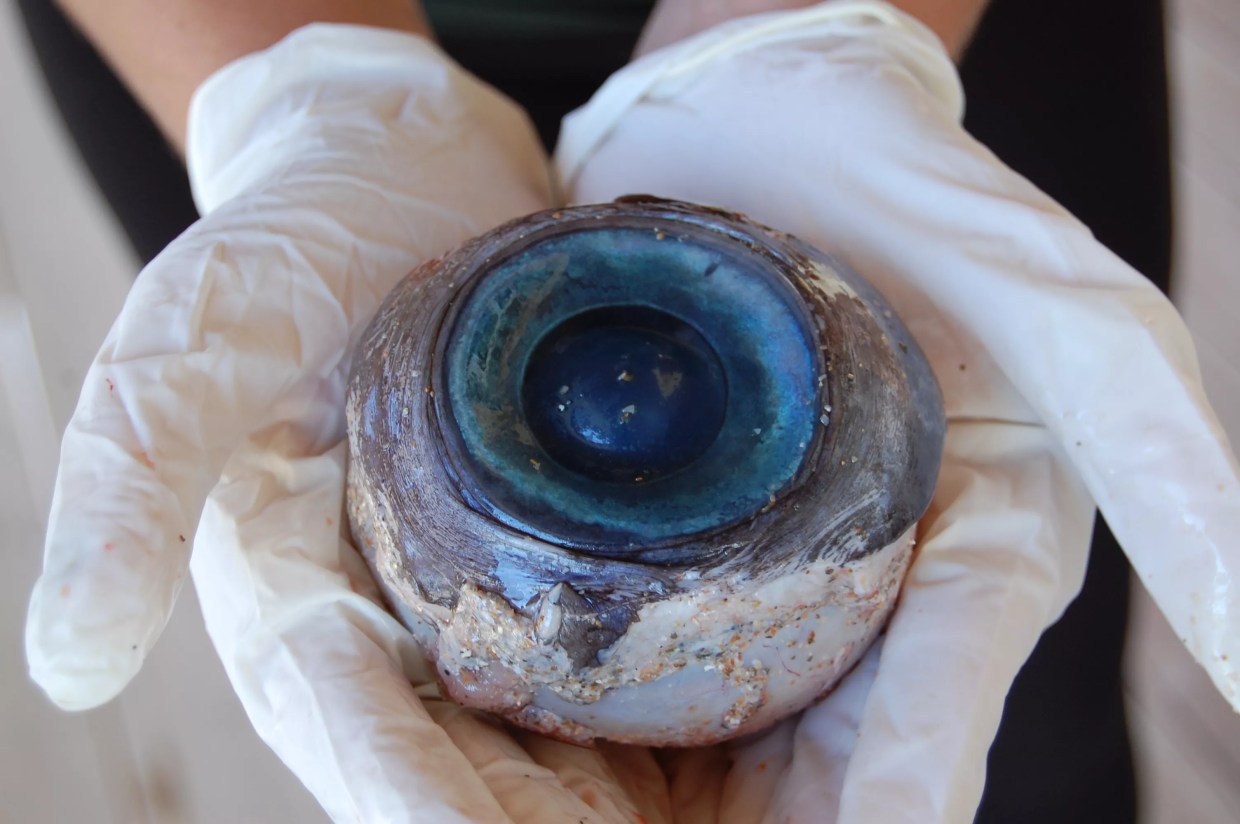 The Ten Weirdest Things to Wash Up on Florida’s Beaches