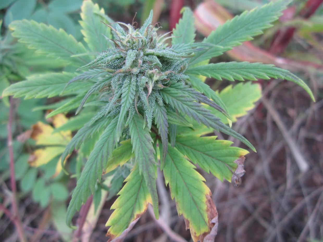 Floridians Won’t Vote on Recreational Weed After Advocates Miss Deadline