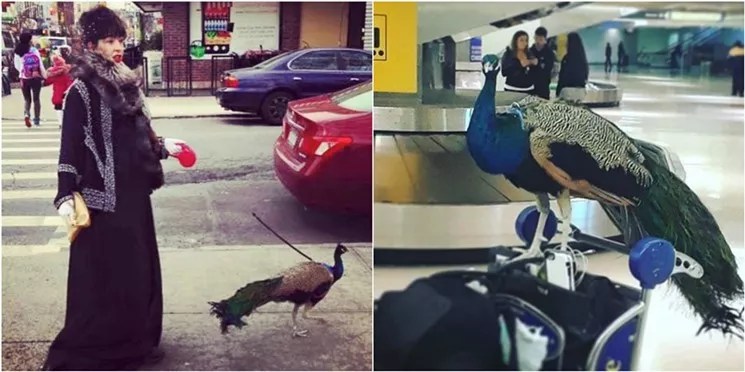 Of Course the Emotional-Support Peacock Turned Away by United Is From South Florida