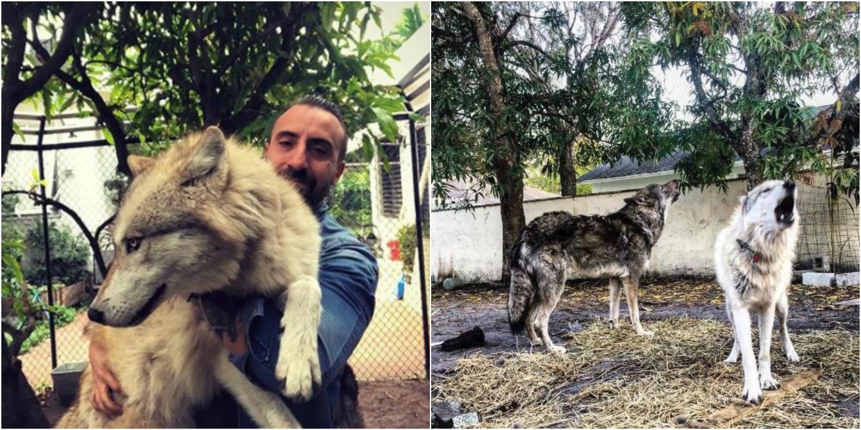 North Beach Residents in Disbelief After Wolfdog Attacks Two More Dogs