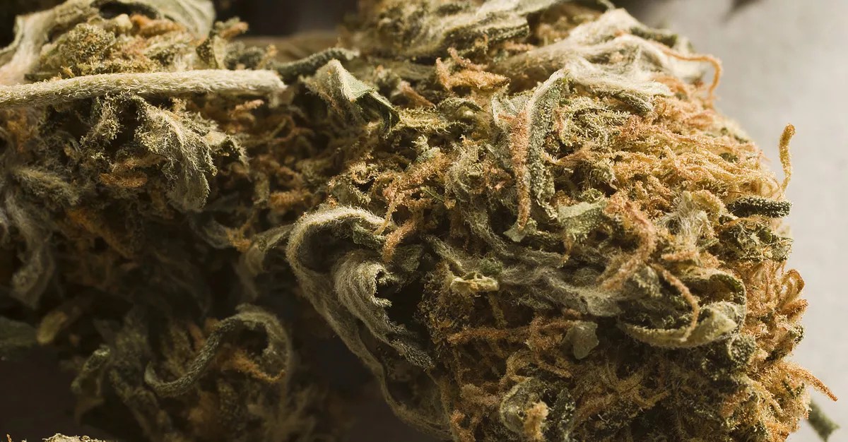 <i>New Times</i> Forges Partnership With Pot Information Provider