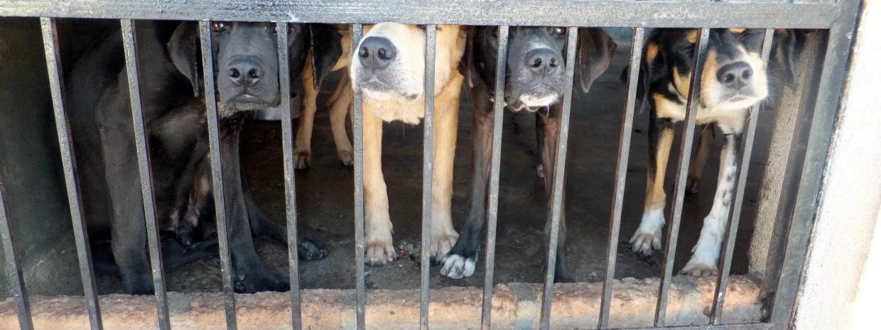 “Habitual Offender” Dog Shop Fights to Stay Open After City Passes Anti-Puppy Mill Law