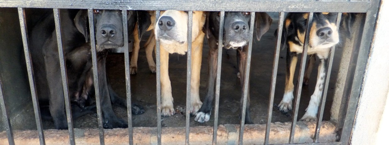 “Habitual Offender” Dog Shop Fights to Stay Open After City Passes Anti-Puppy Mill Law