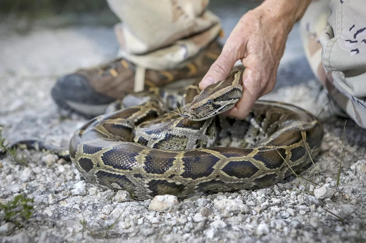 PETA Calls Florida’s Super Bowl Python Hunt “Grotesque”