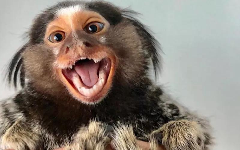 Meet Seven of Miami’s Most Popular Pet Influencers