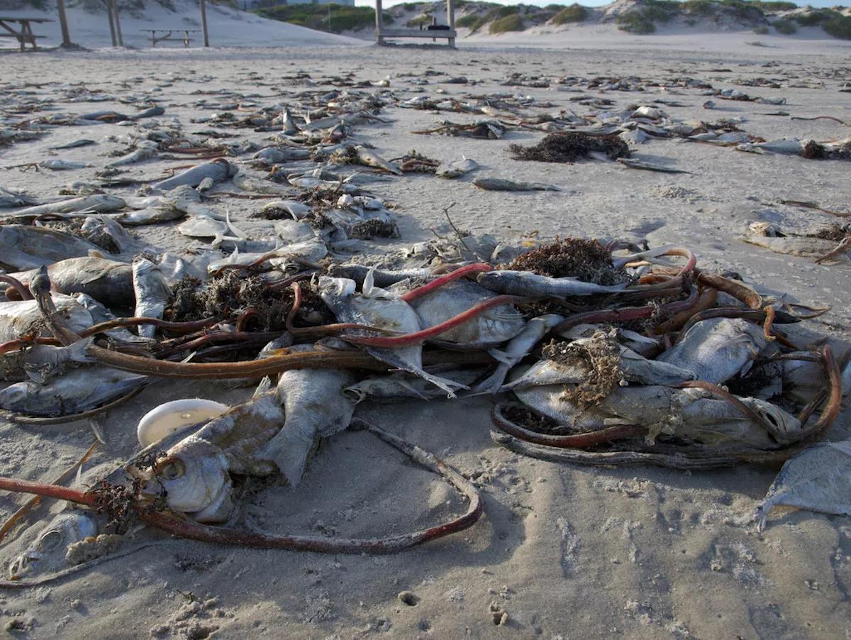 Haulover Beach Closed as Red Tide Reaches Miami