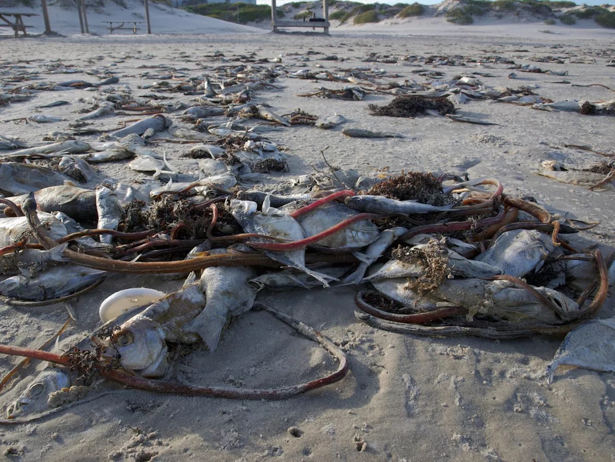 Haulover Beach Closed as Red Tide Reaches Miami