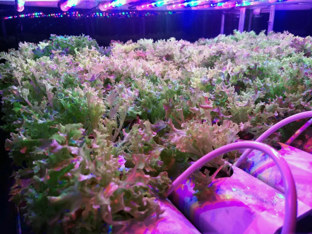 Box Greens Hydroponics Brings Farm-in-a-Box Concept to Miami