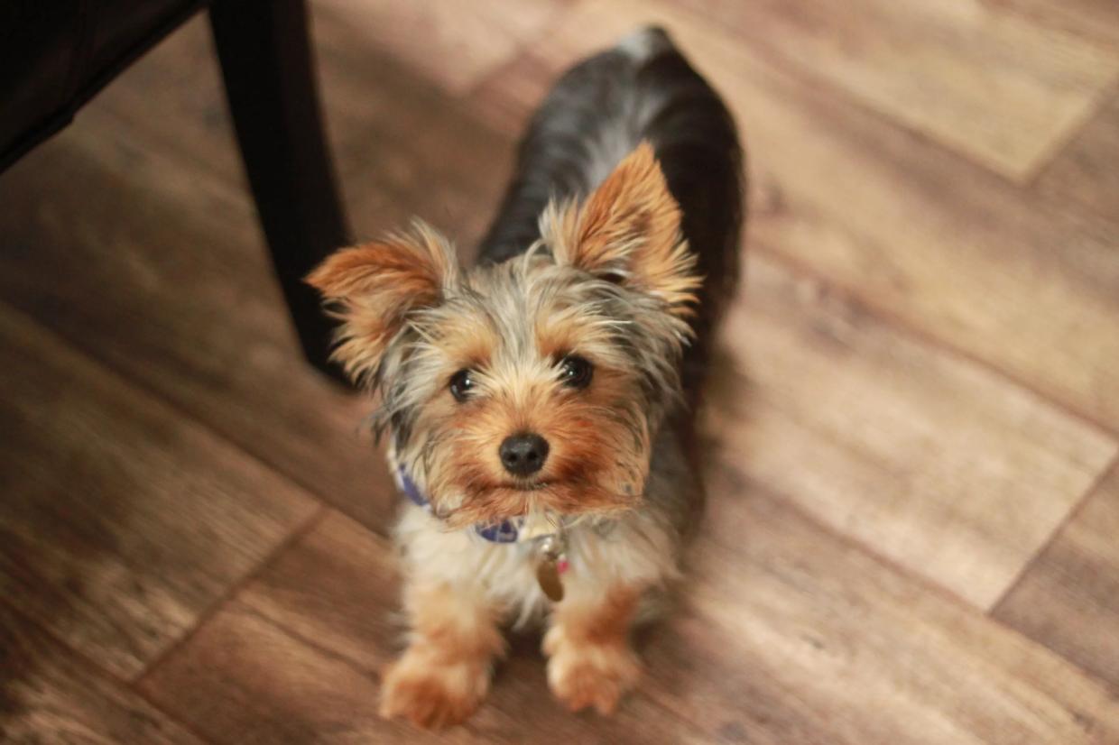 Woman Challenges Miami Beach Pet Store Ban