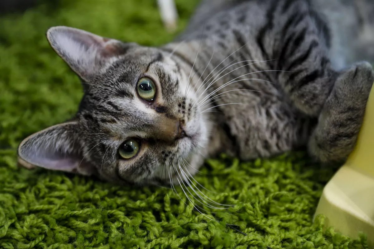 Here’s What You Need to Know About the Cat Café South Beach