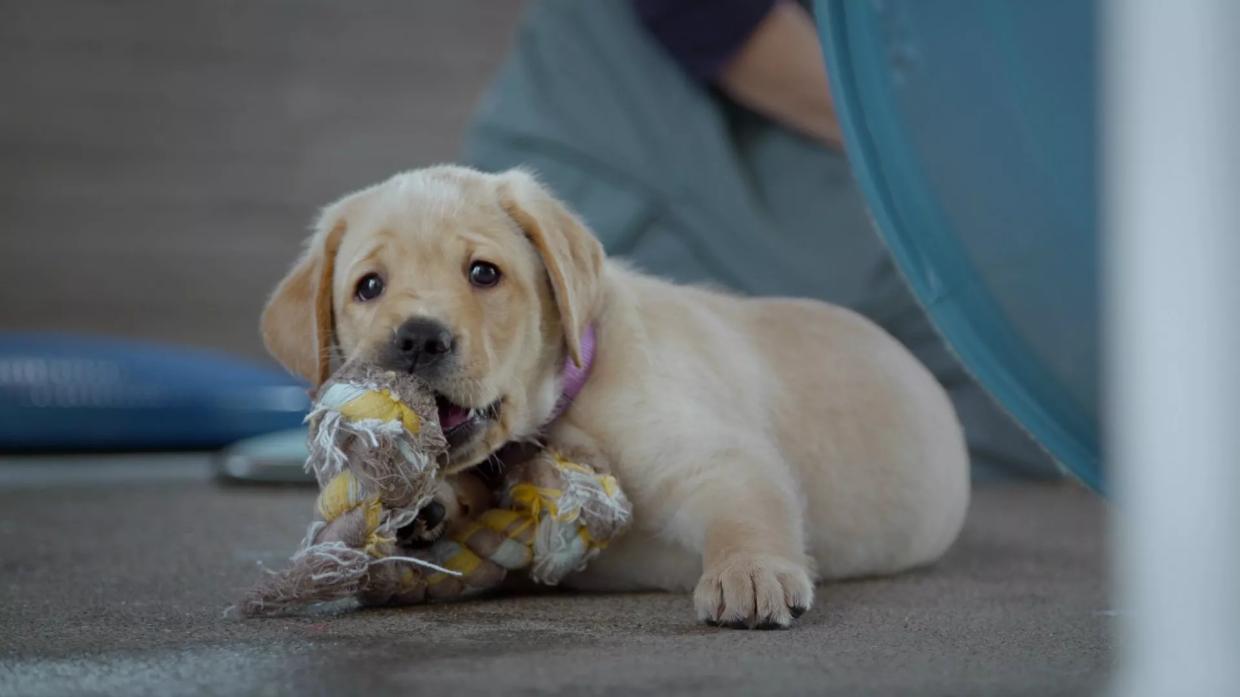 <i>Pick of the Litter</i> Is a Good Dog Doc, Yes It Is, Yes It Is