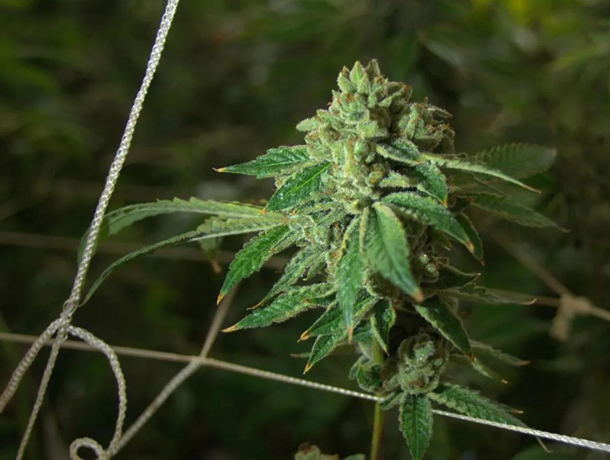 Florida House Passes Medical Marijuana Bill That Bans Smoking Weed