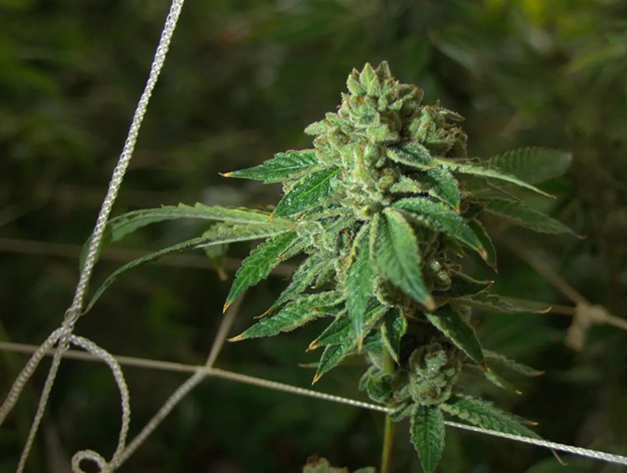 Florida House Passes Medical Marijuana Bill That Bans Smoking Weed