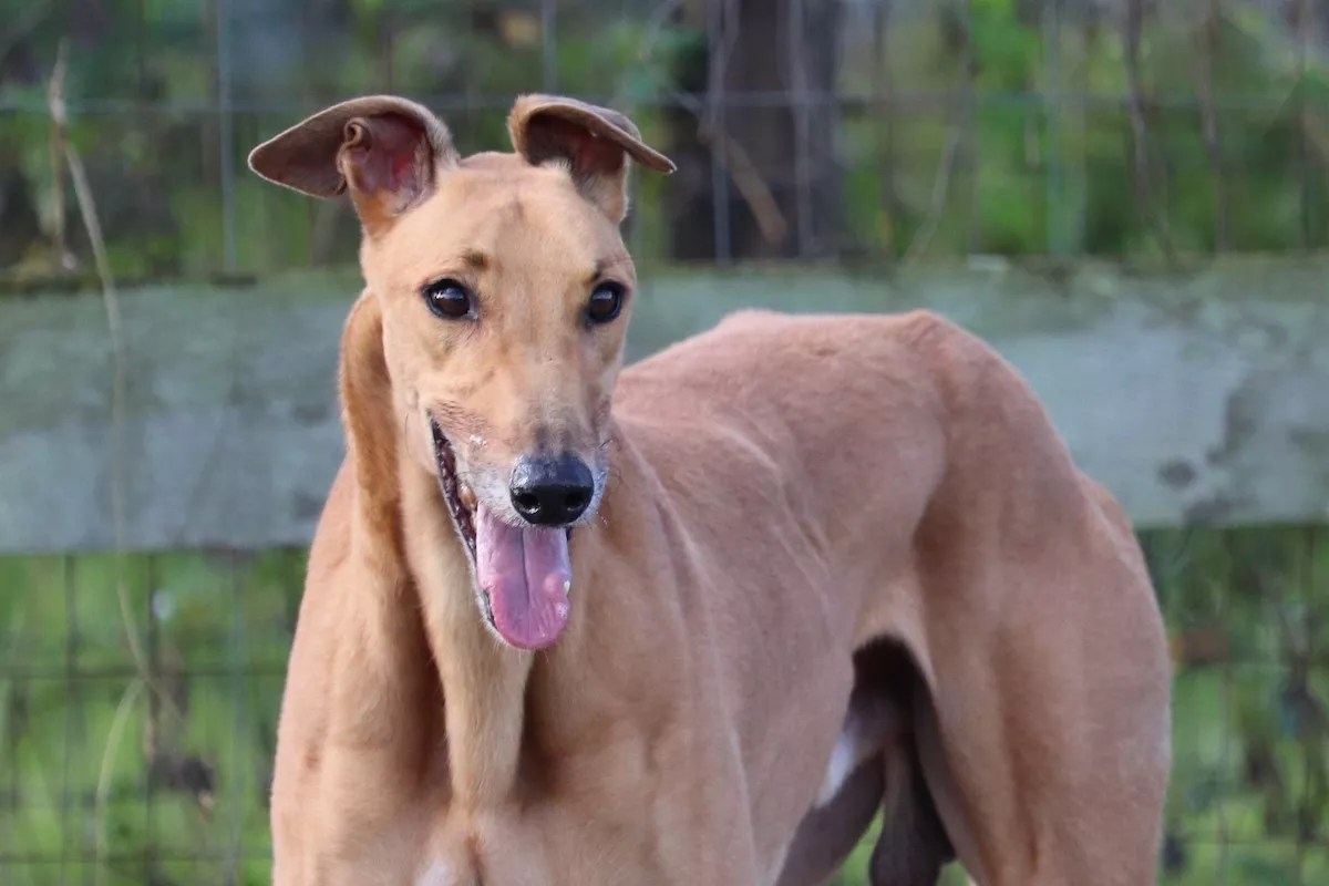 Here’s How You Can Adopt a Racing Greyhound