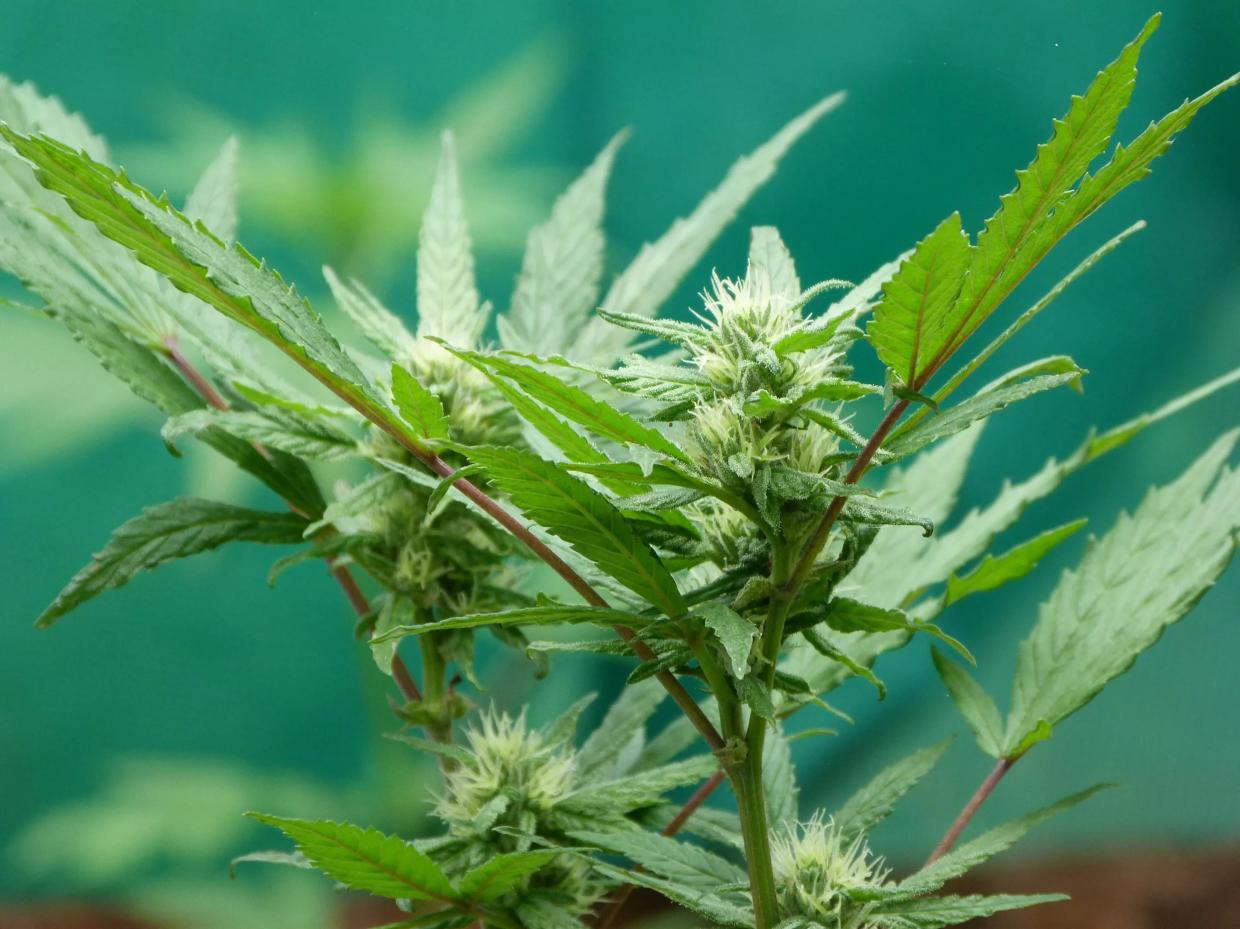 Ricky Williams Says a “Weed Fairy” Followed Him After His NFL Career Was Over