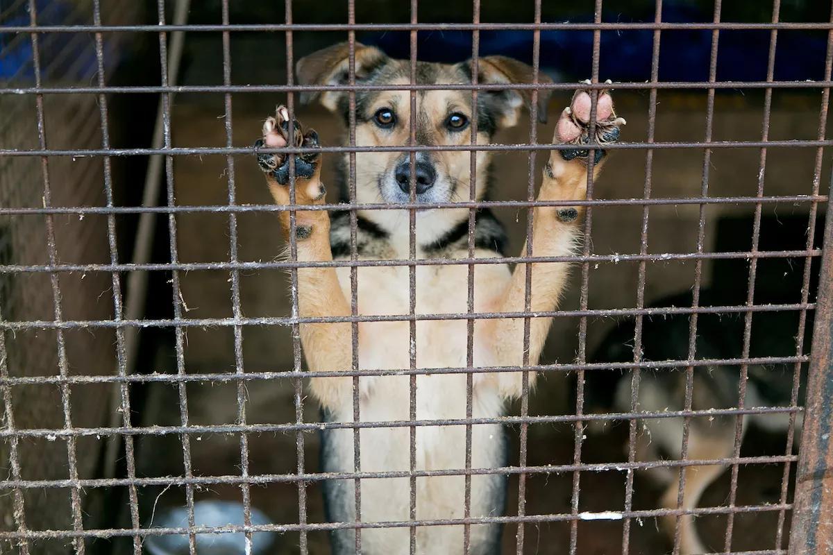 Miami-Dade Aims to Stop Weird, Predatory “Pet Leasing” Businesses