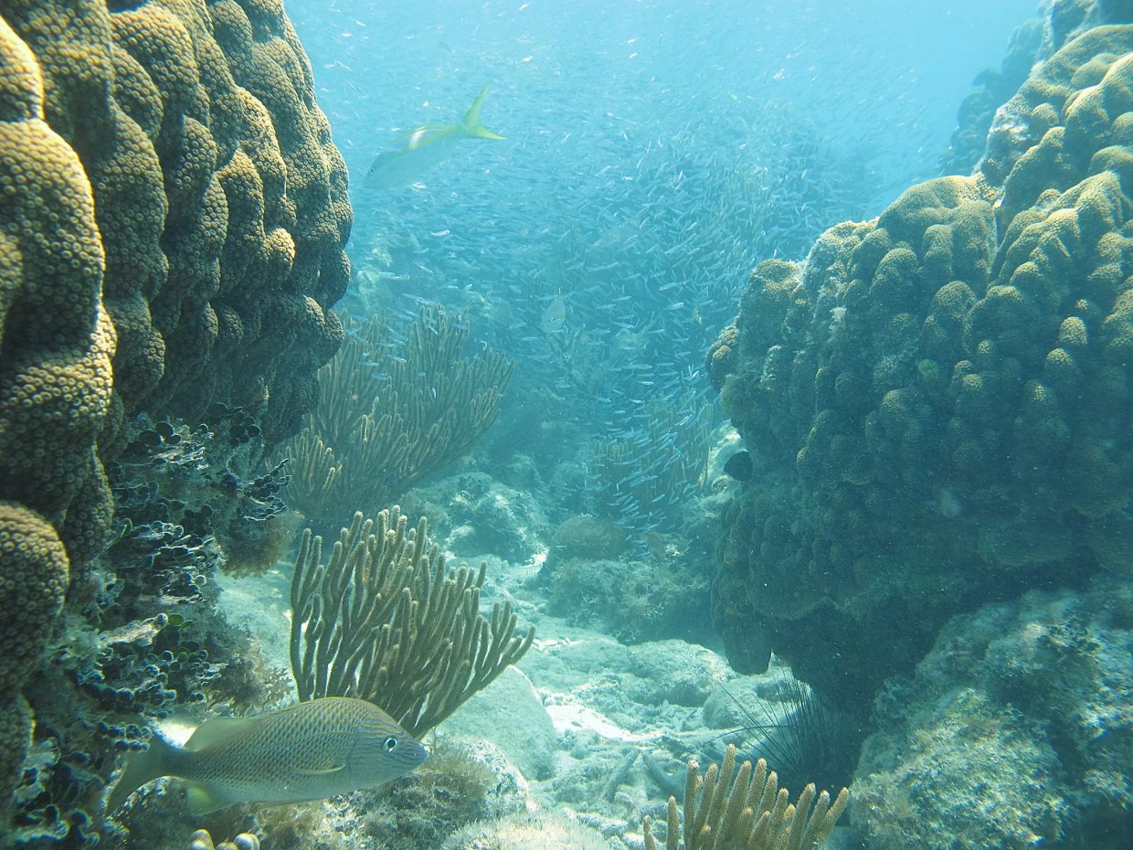 PortMiami Dredging Killed a Half-Million Corals, New Study Shows