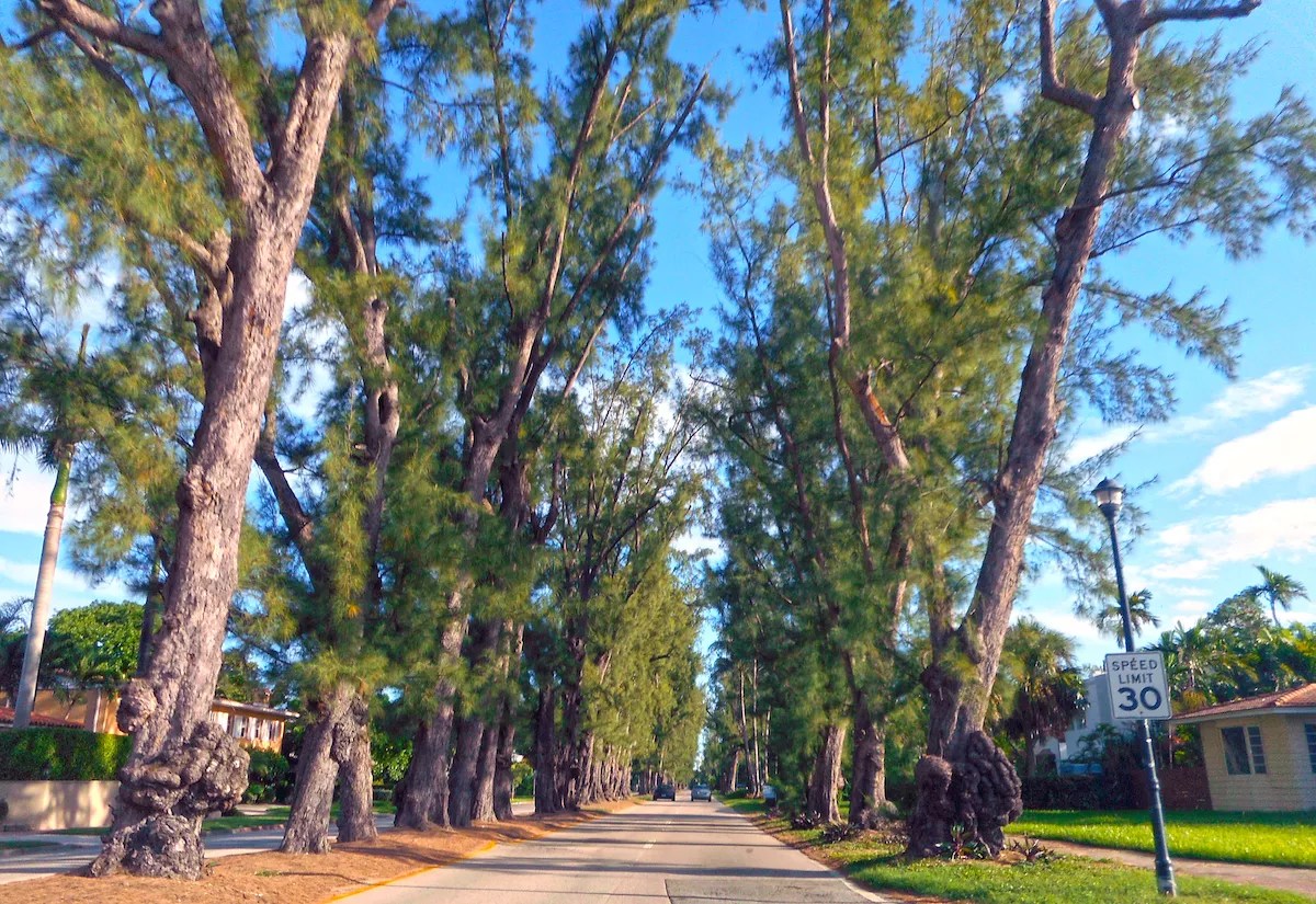 Miami Beach’s Historic Pine Tree Drive to Lose Many of Its Landmark Pines
