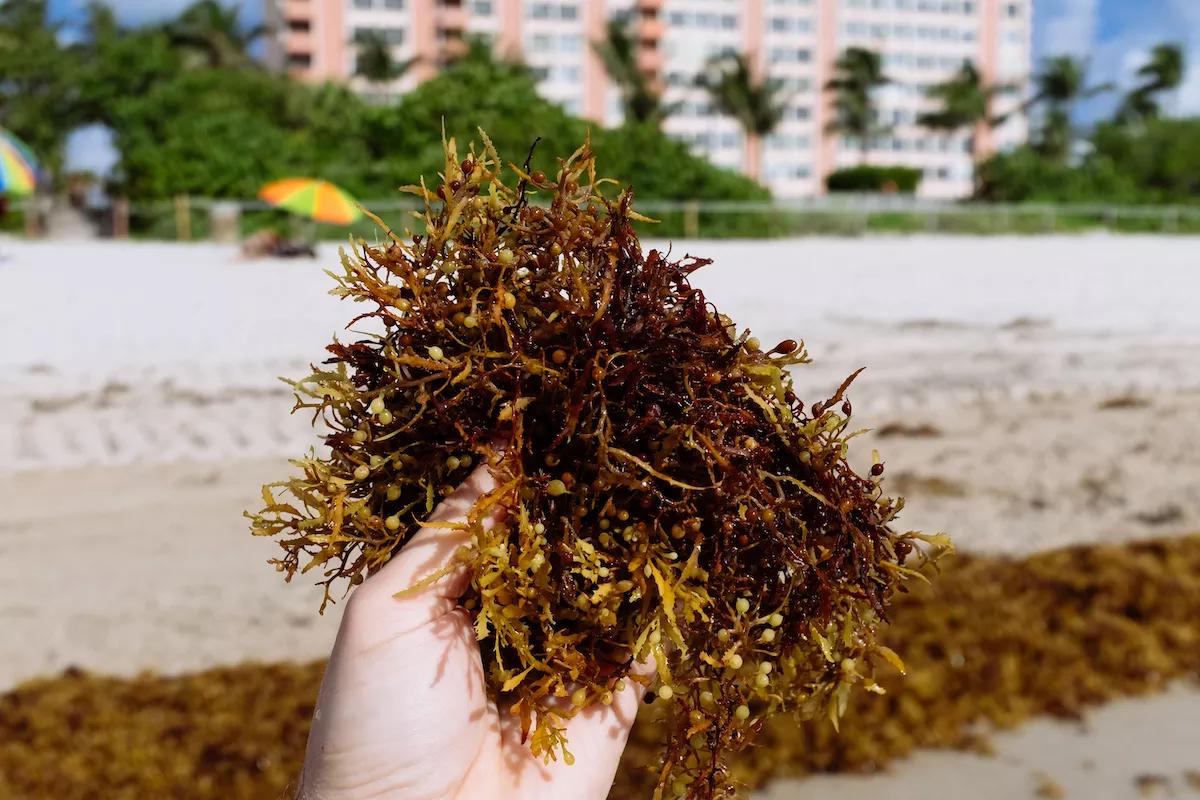 Miami Beach Residents Demand Solution for Stinky, Bacteria-Filled Seaweed