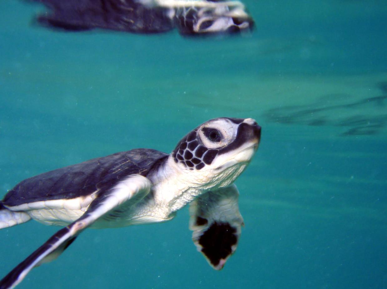 Environmental Groups Blast Trump Administration for Failing Florida’s Green Sea Turtles