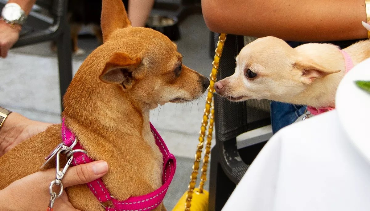 Lobster Bar Sea Grille’s Pooches on the Patio Experience Is a Howling Good Time