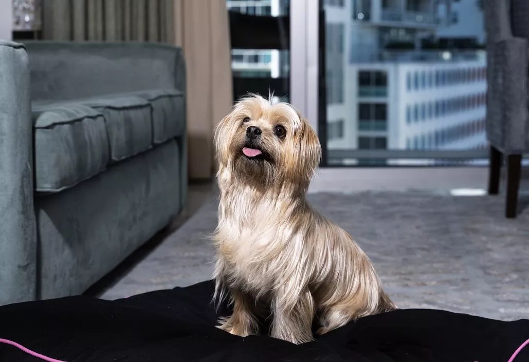 Stay at These Pet-Friendly Hotels During Hurricane Dorian