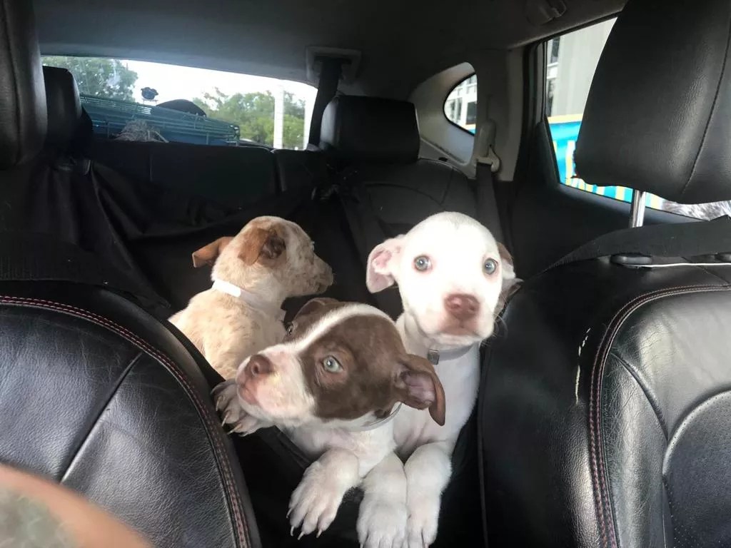 Miami Animal Rescue Scrambles to Save Pets Abandoned Before Hurricane Dorian