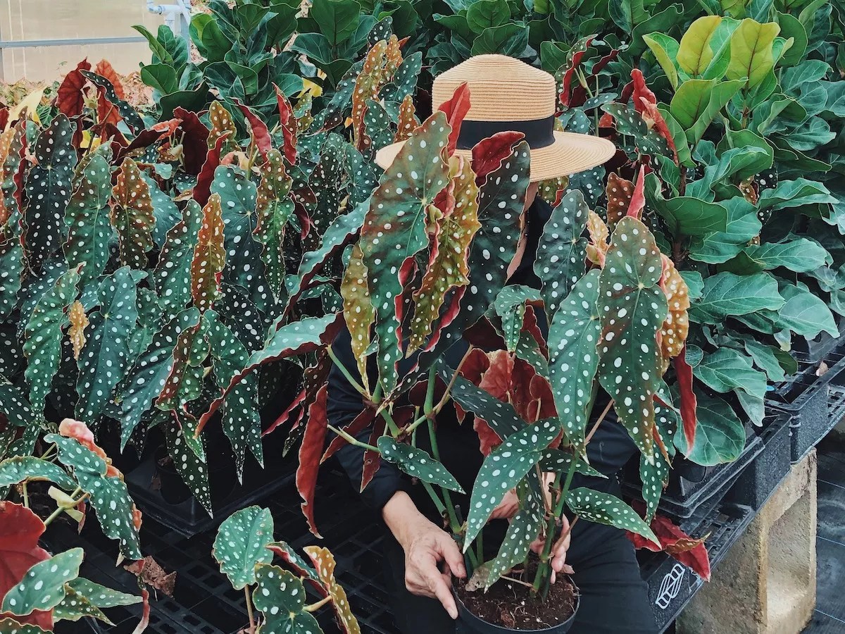 Miami Plant Swap Allows the Foliage-Obsessed to Continue Growing Their Collections