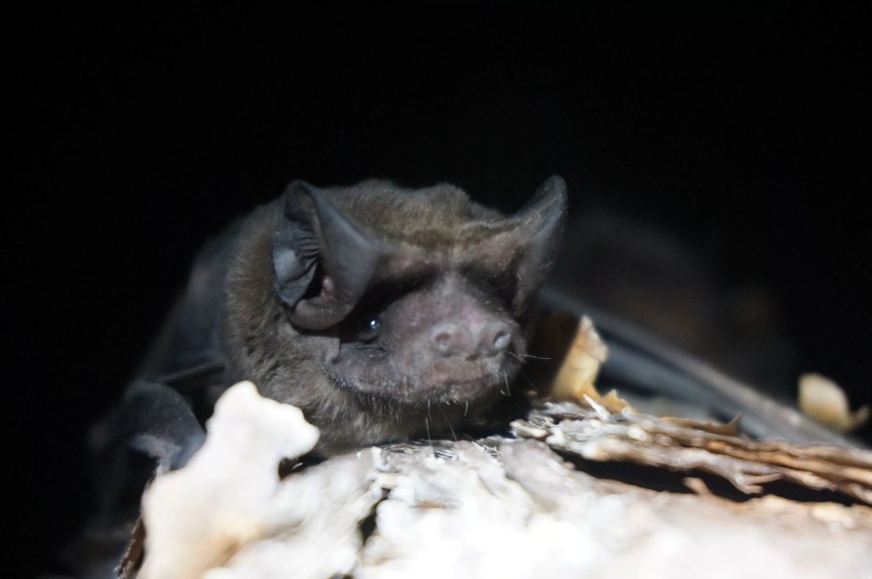 Florida’s Scrappy Endangered Bats Thrive in Abandoned Buildings in Miami