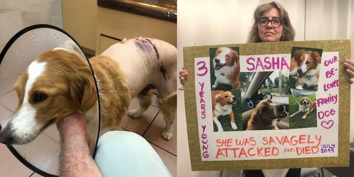 After Vicious Attack by Wolfdog, Pet Owners Confront North Beach Man in Court