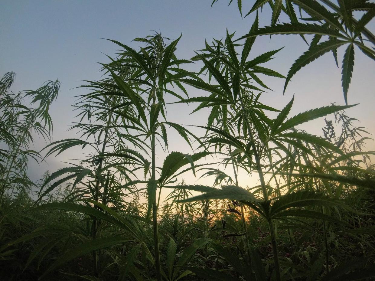 Cops Keep Arresting Innocent People for Legal Hemp