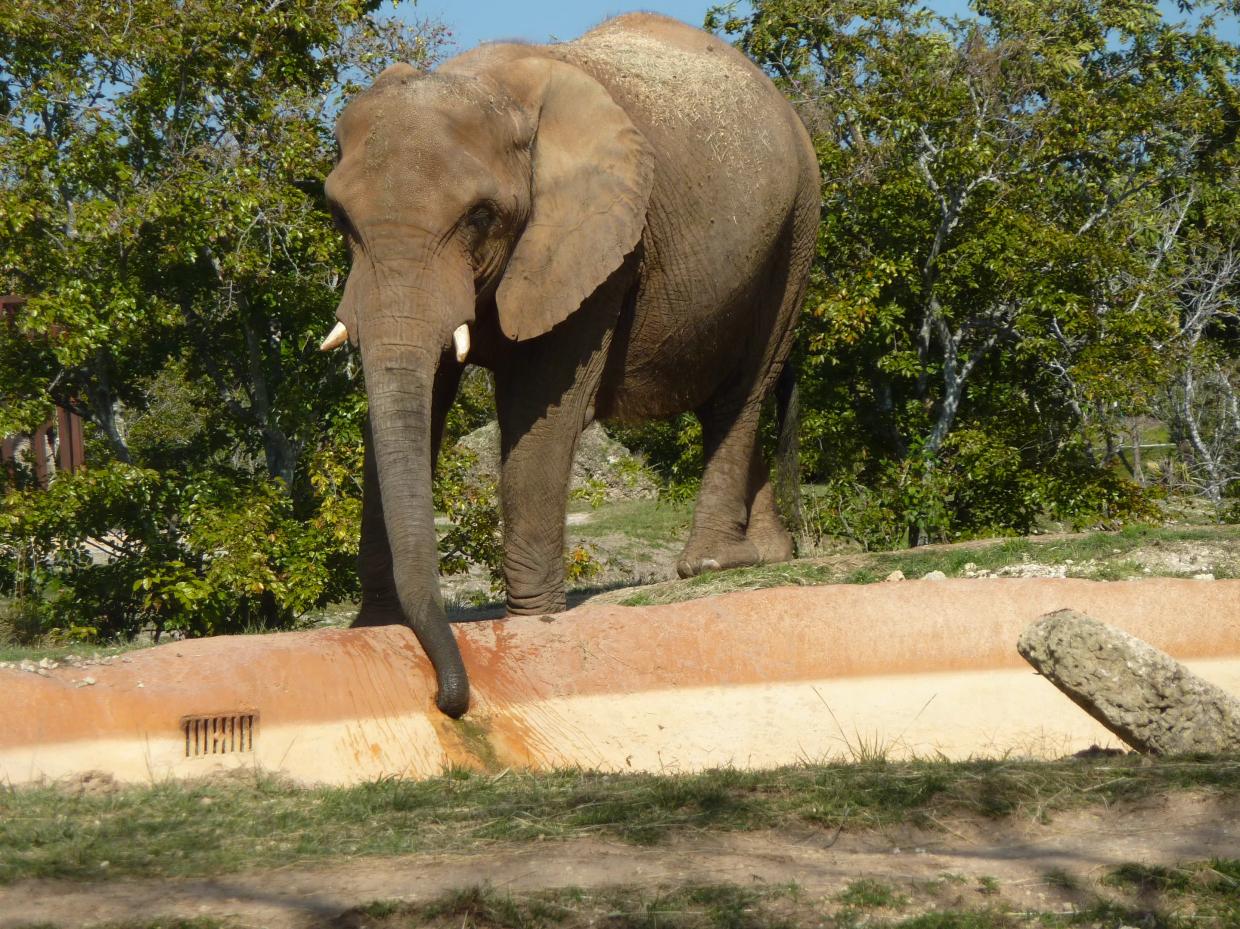 Zoo Miami Disputes Claims It Ranks Among Worst Zoos for Elephants