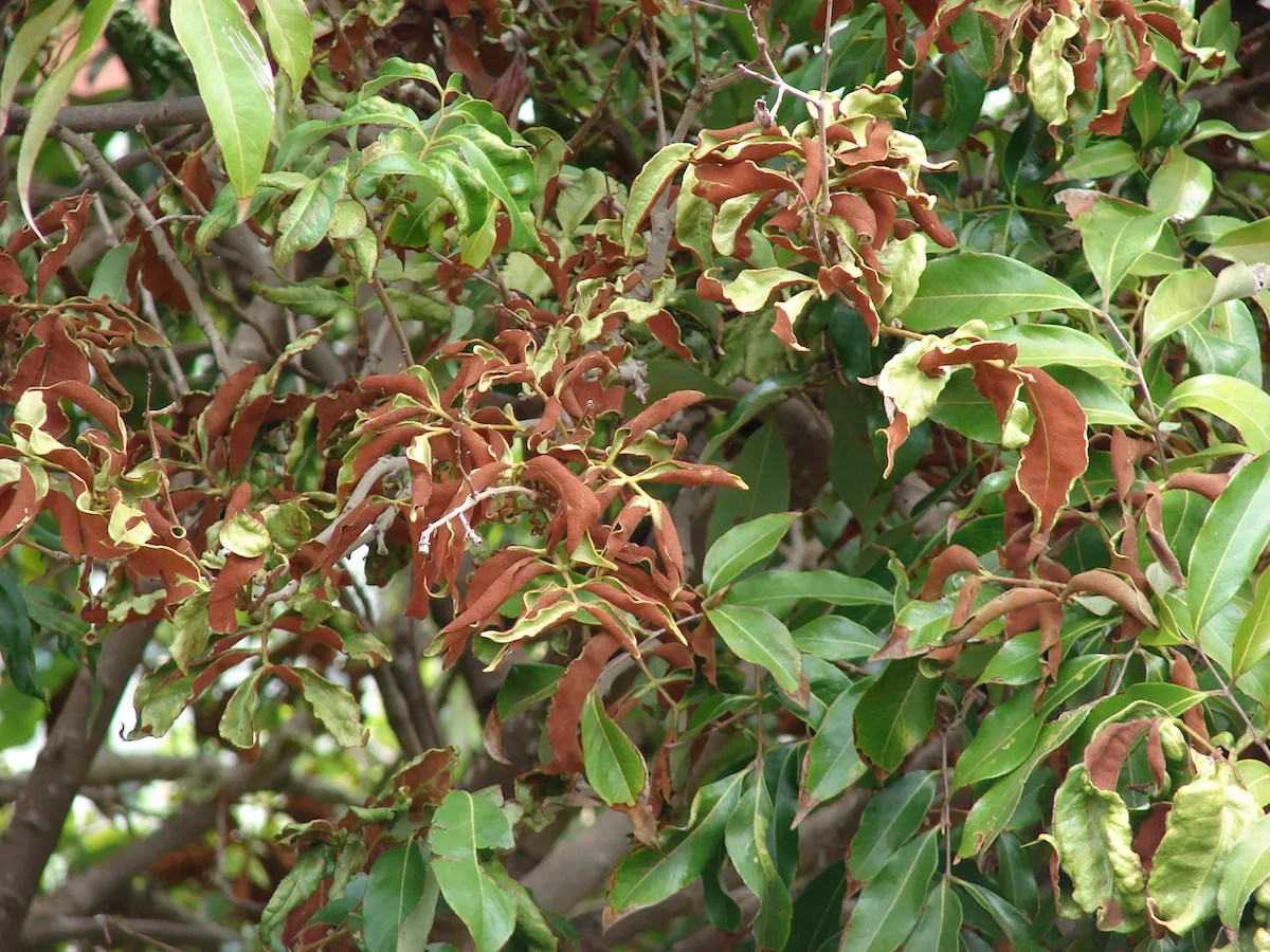 Florida Lychees Are Latest Crop Threatened by Pest Infestation