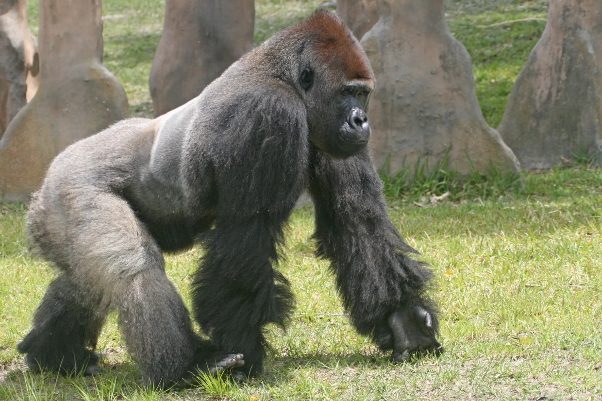Sorry, but the Zoo Miami Gorilla Isn’t Using Sign Language