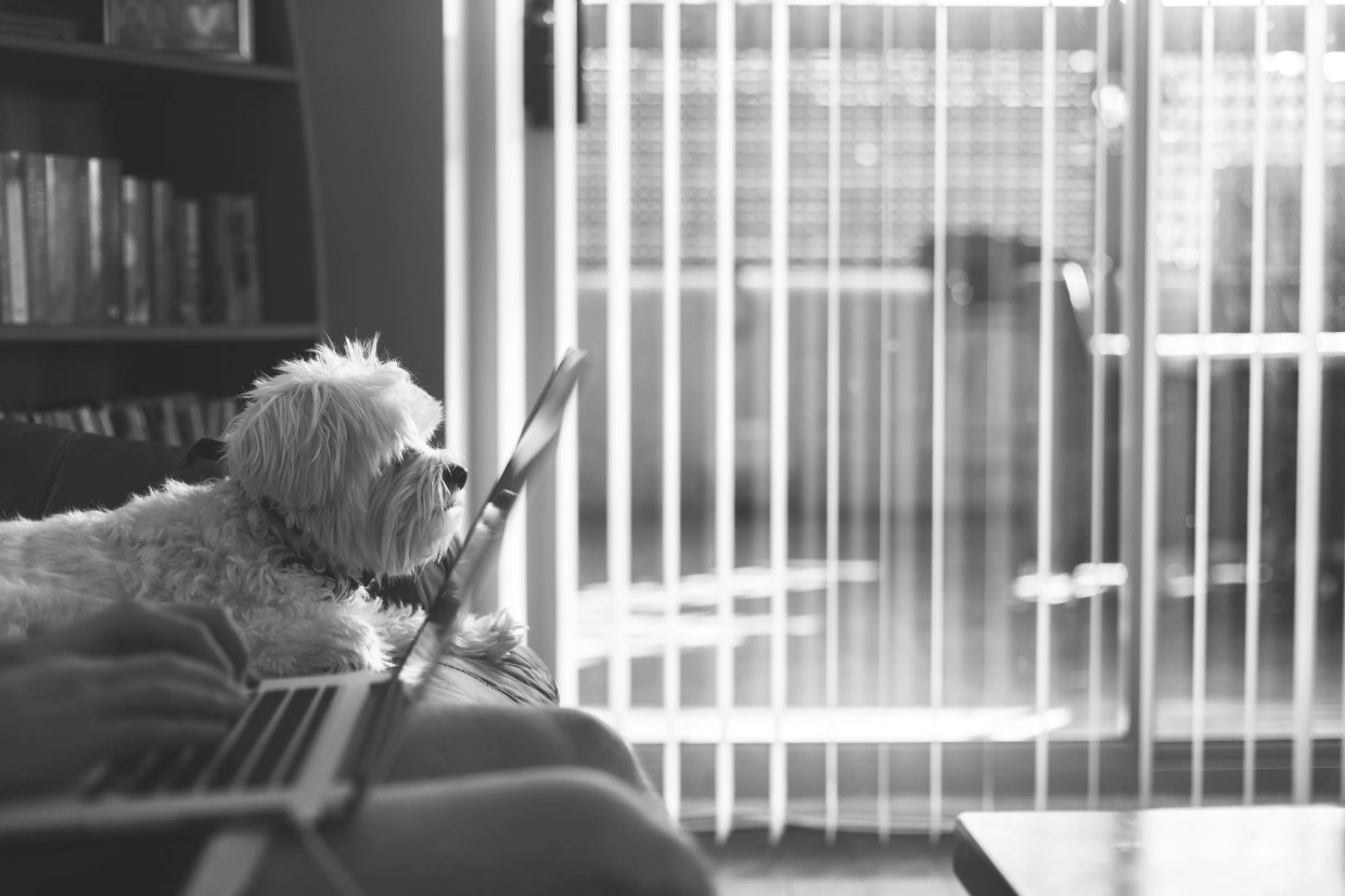 Here Are a Bunch of Pets Keeping Their Miami Humans Company at Home