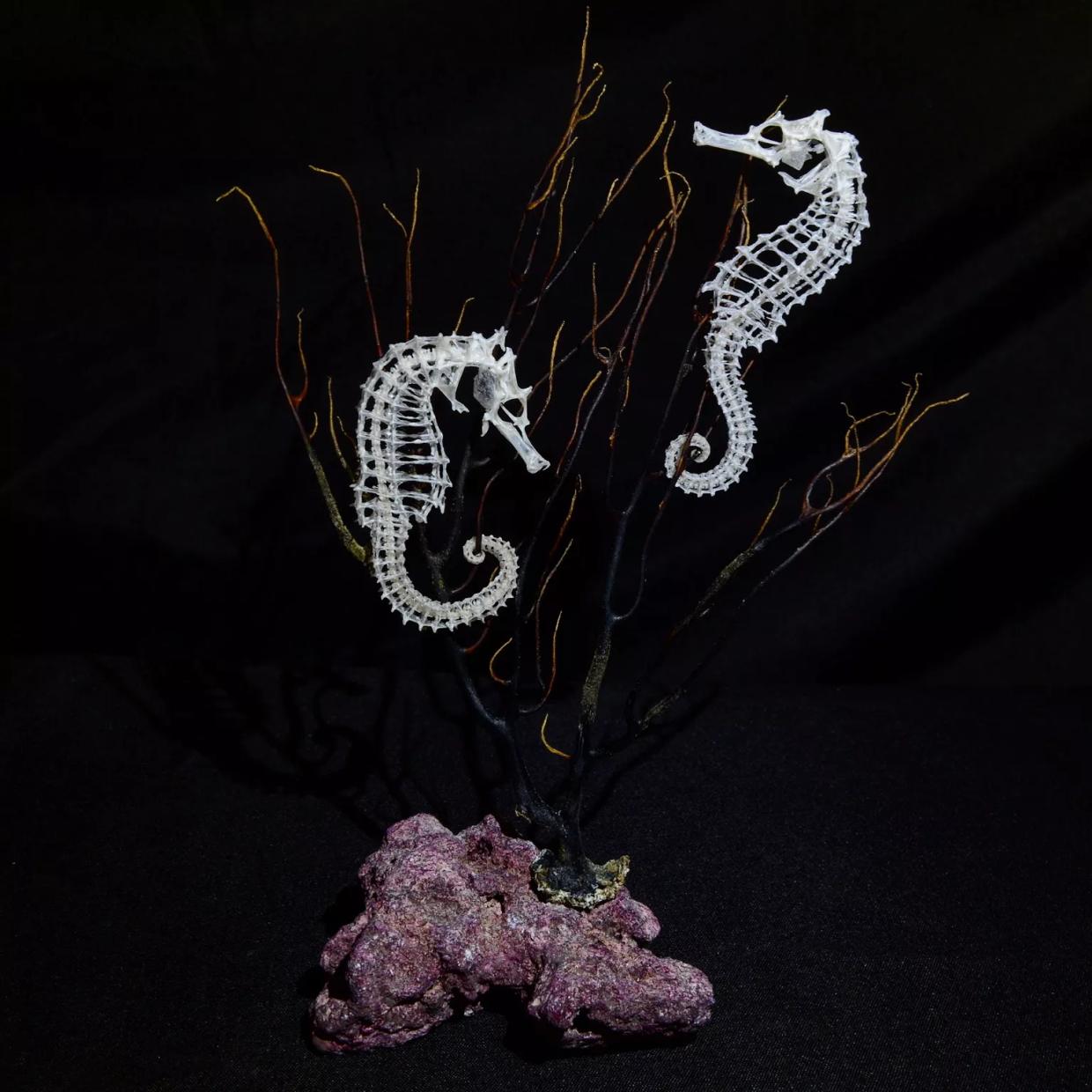 Dead Sea Soul: Zach Schwartz Turns Skeletons Into Sculptures