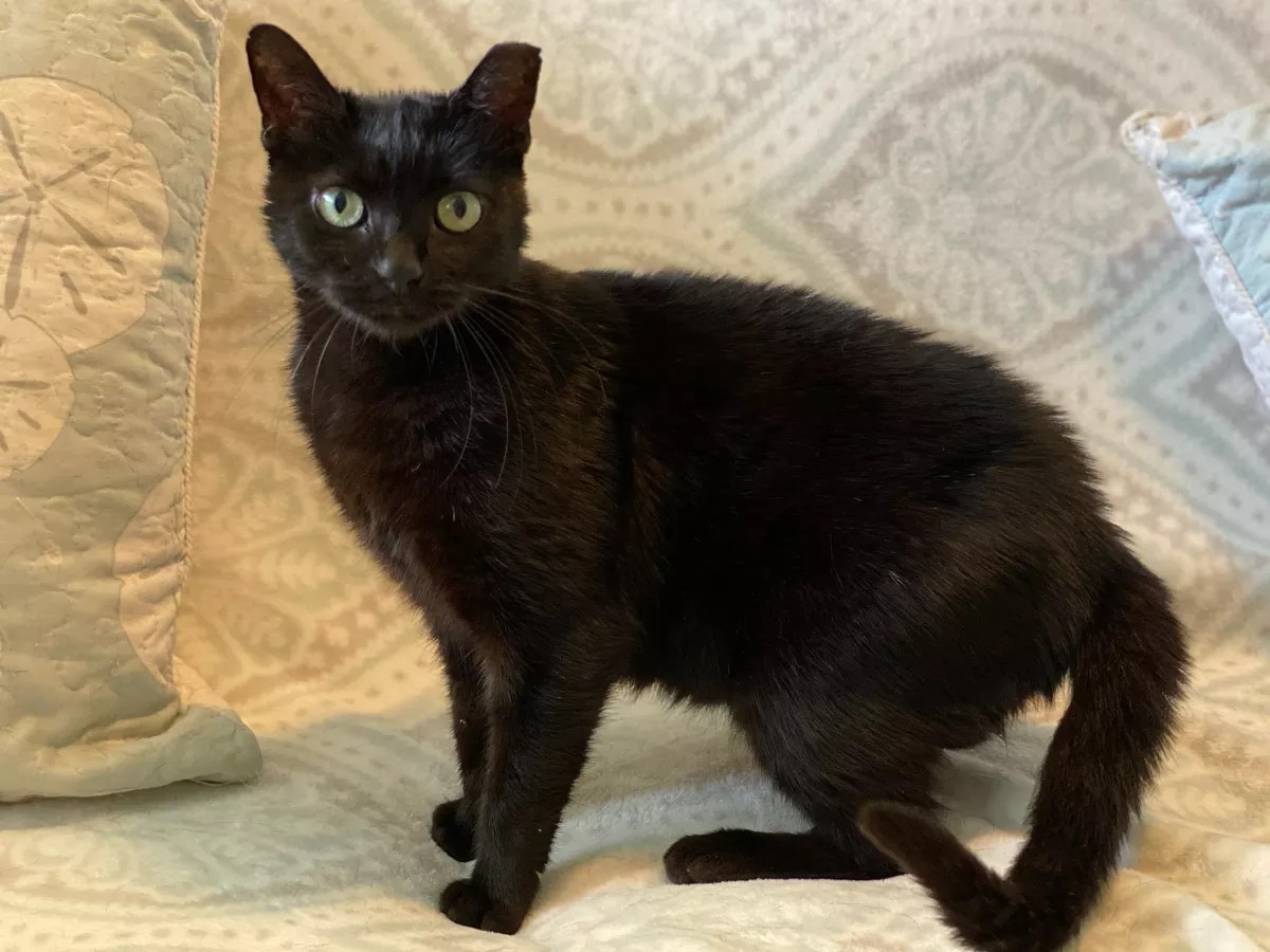 Records Show FIU Hired Trapper to Exterminate Campus Cats