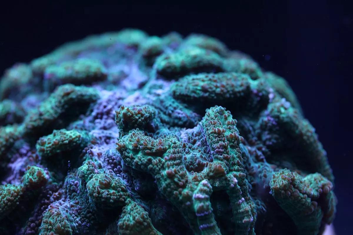 The Florida Aquarium’s Research Could Have Major Implications for Coral Reef Restoration