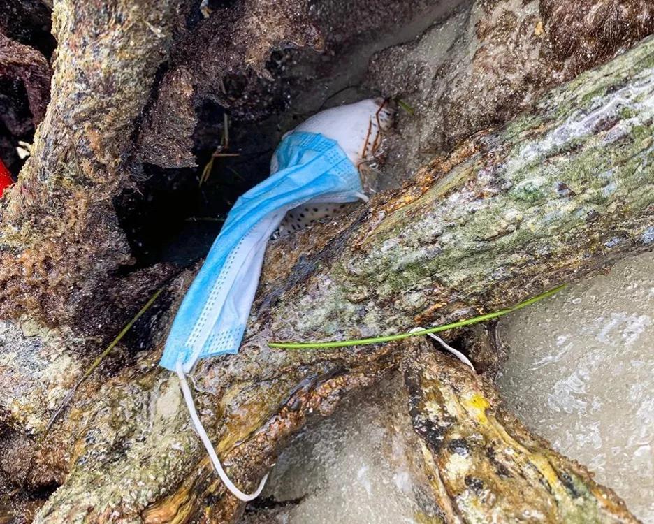 Miami Beach Environmental Group Finds Dead Fish Tangled in Facemask