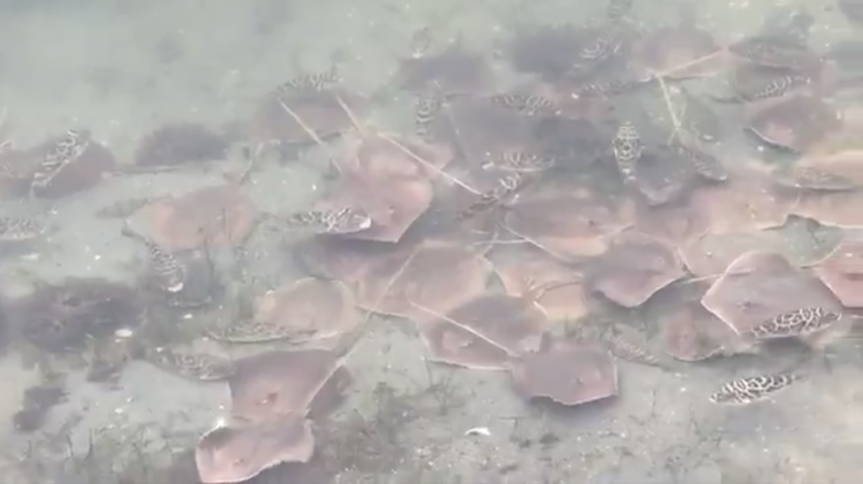 Oxygen-Deprived Pufferfish Gasp for Air in Biscayne Bay