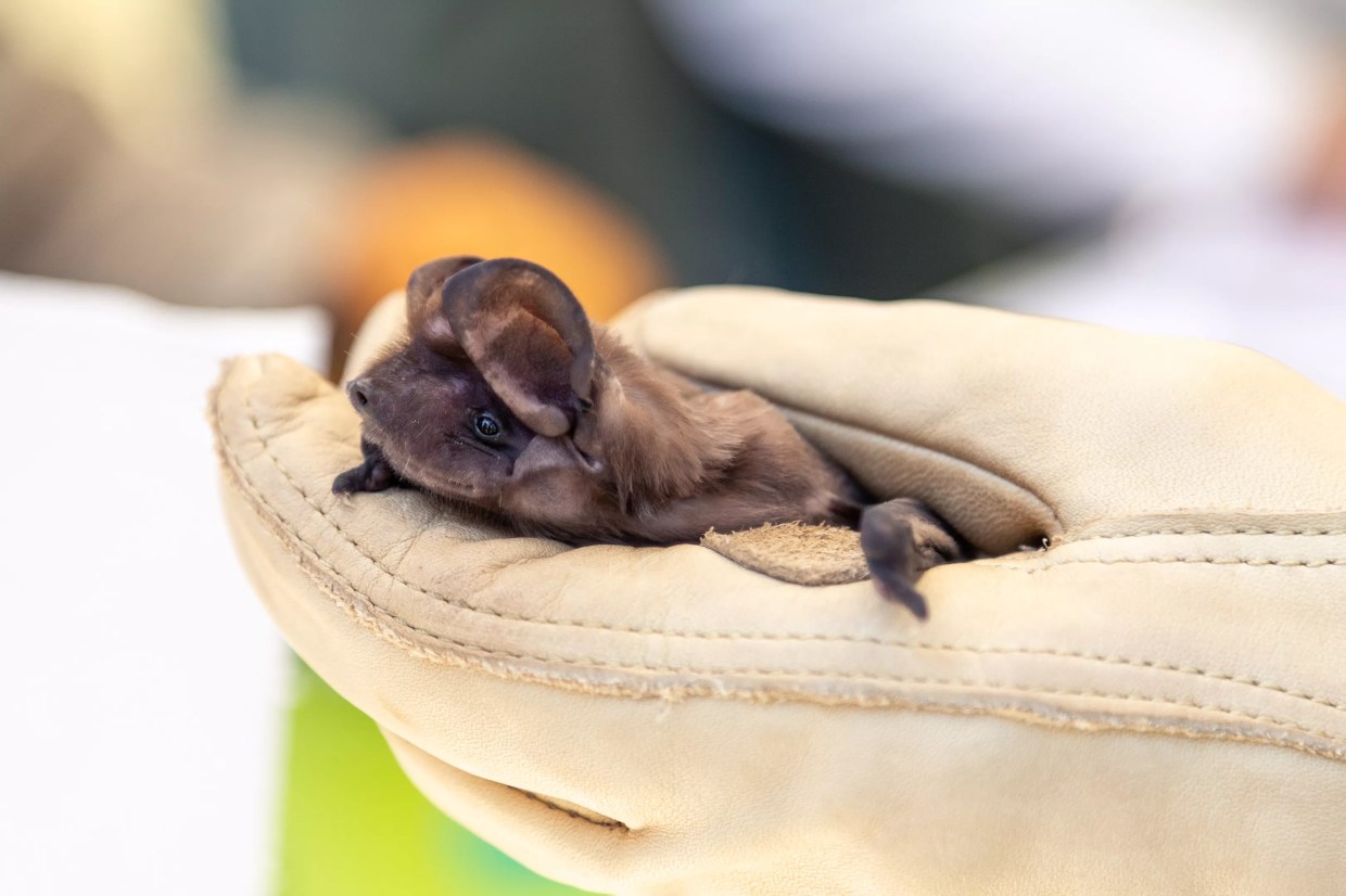 Environmentalists Say Miami Wilds Water Park Project Violates Federal Law