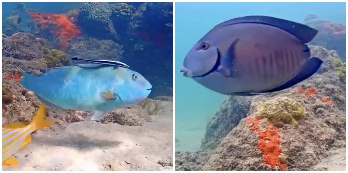 PortMiami Expansion Threatens Coral City Camera’s Underwater Livestream